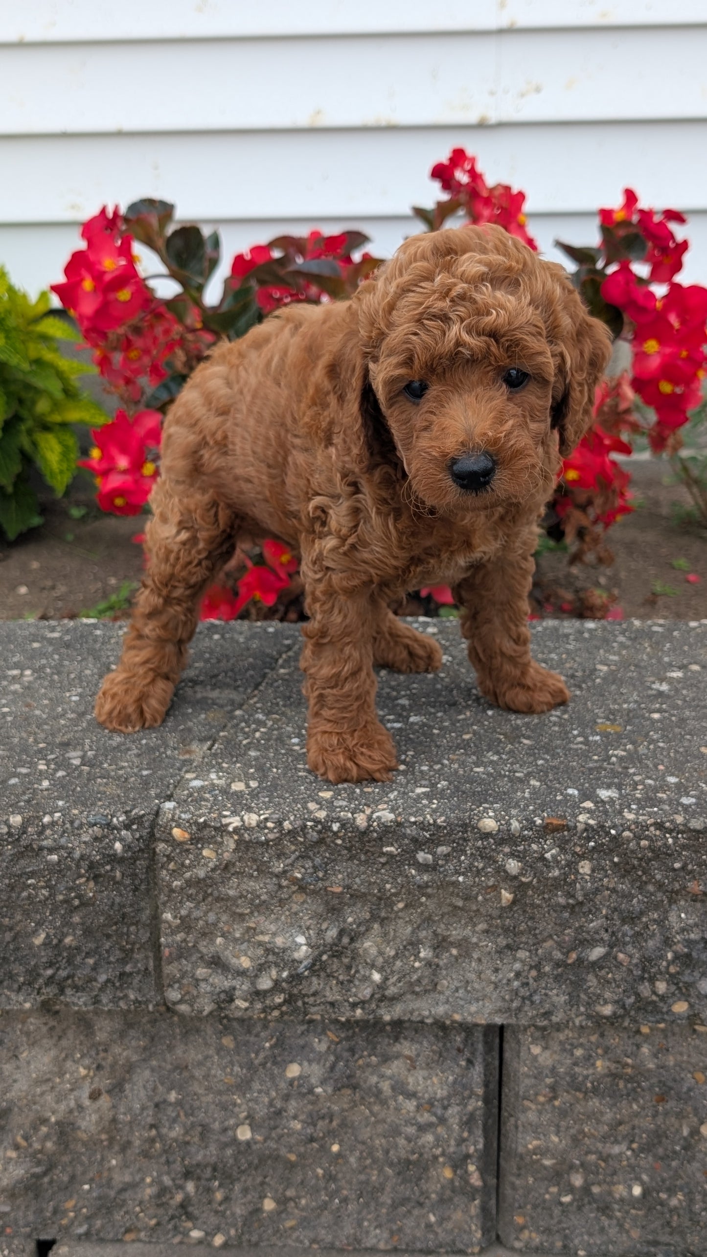 TOY POODLE (07/04) MALE