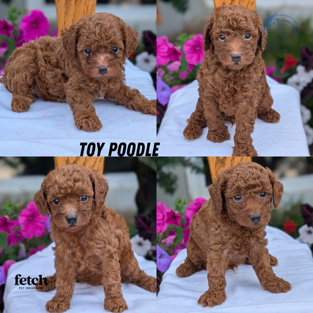 TOY POODLE (JUN 17) MALES