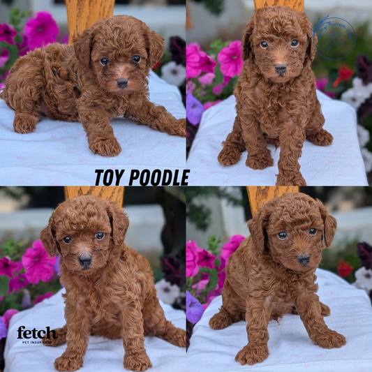TOY POODLE (JUN 17) MALES