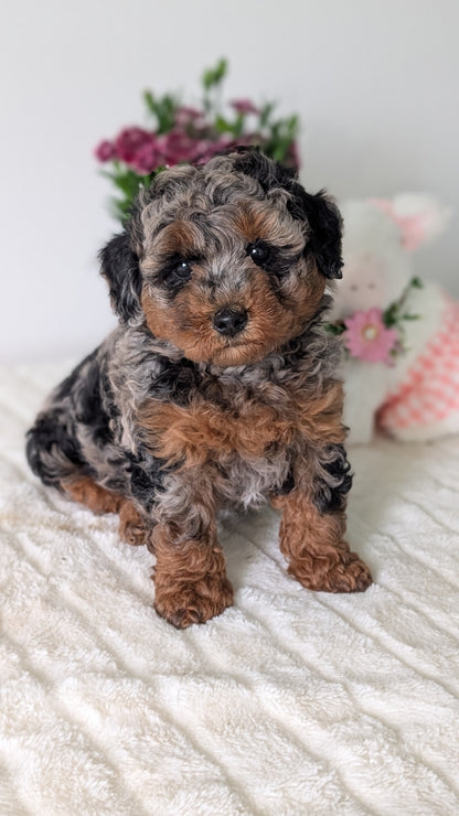 MINI POODLE (MAR 11) MALE