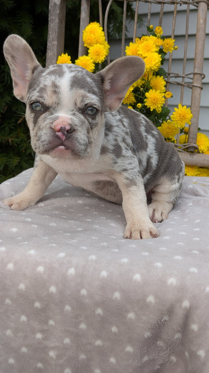 FRENCH BULLDOG (07/29) MALE