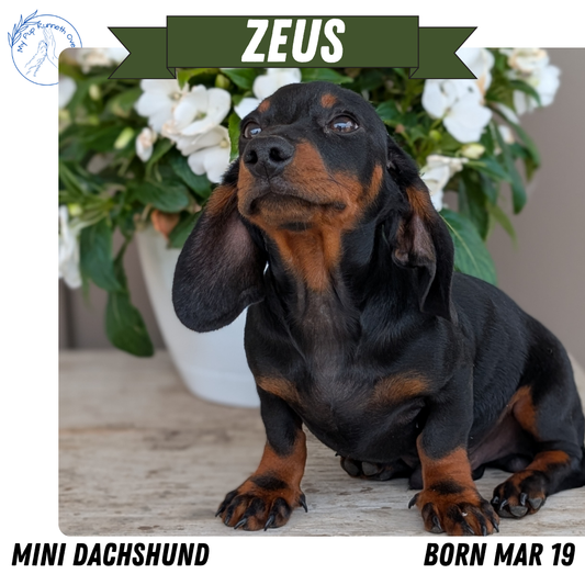 MINI DACHSHUND (03/19) MALE