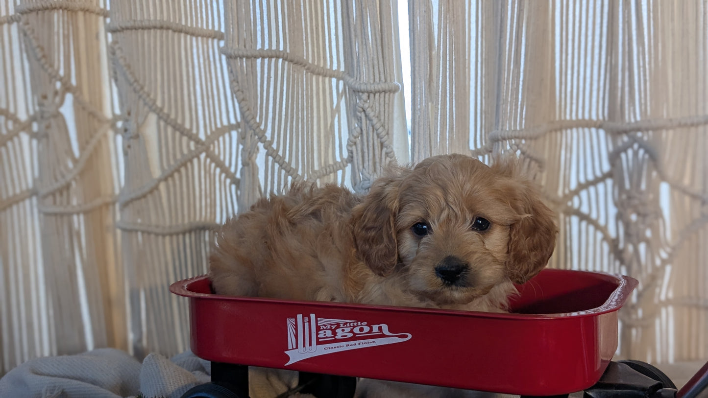 CAVAPOO (NOV 17) MALES