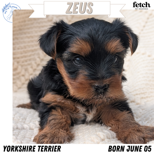 YORKSHIRE TERRIER (JUN 05) MALE