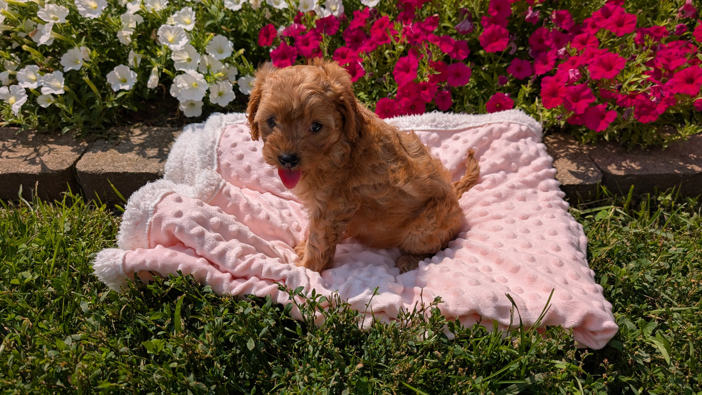 CAVAPOO (06/19) FEMALE