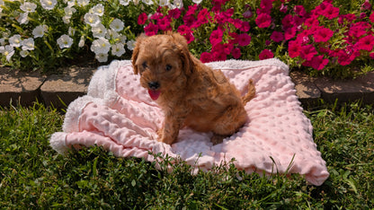 CAVAPOO (06/19) FEMALE