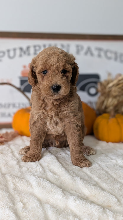 MINI GOLDENDOODLE (AUG 13) 6 MALES/3 FEMALES