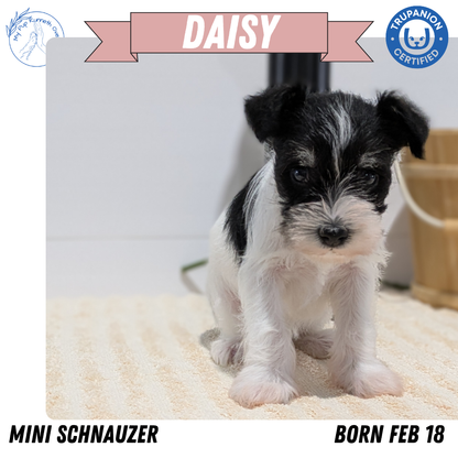 MINI SCHNAUZER (02/18) FEMALE