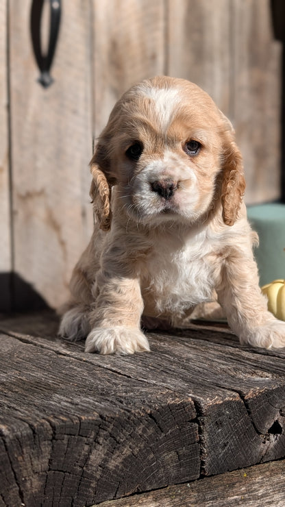 COCKER SPANIEL (09/21) FEMALE