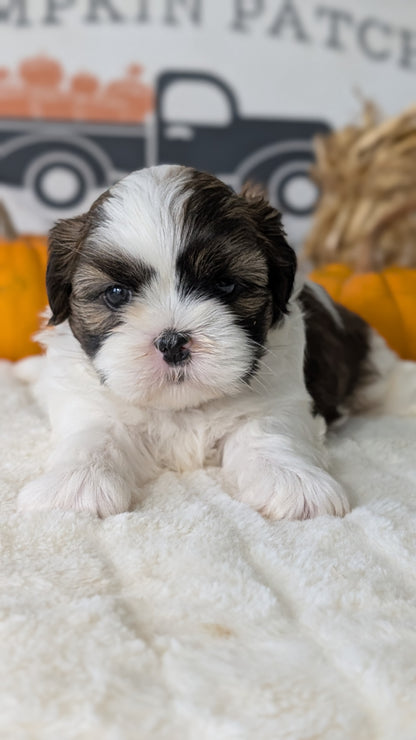 SHIH TZU (AUG 17) 2 FEMALES/3 MALES