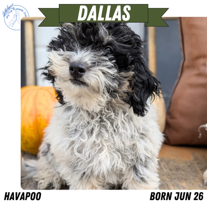 HAVAPOO (06/26) MALE