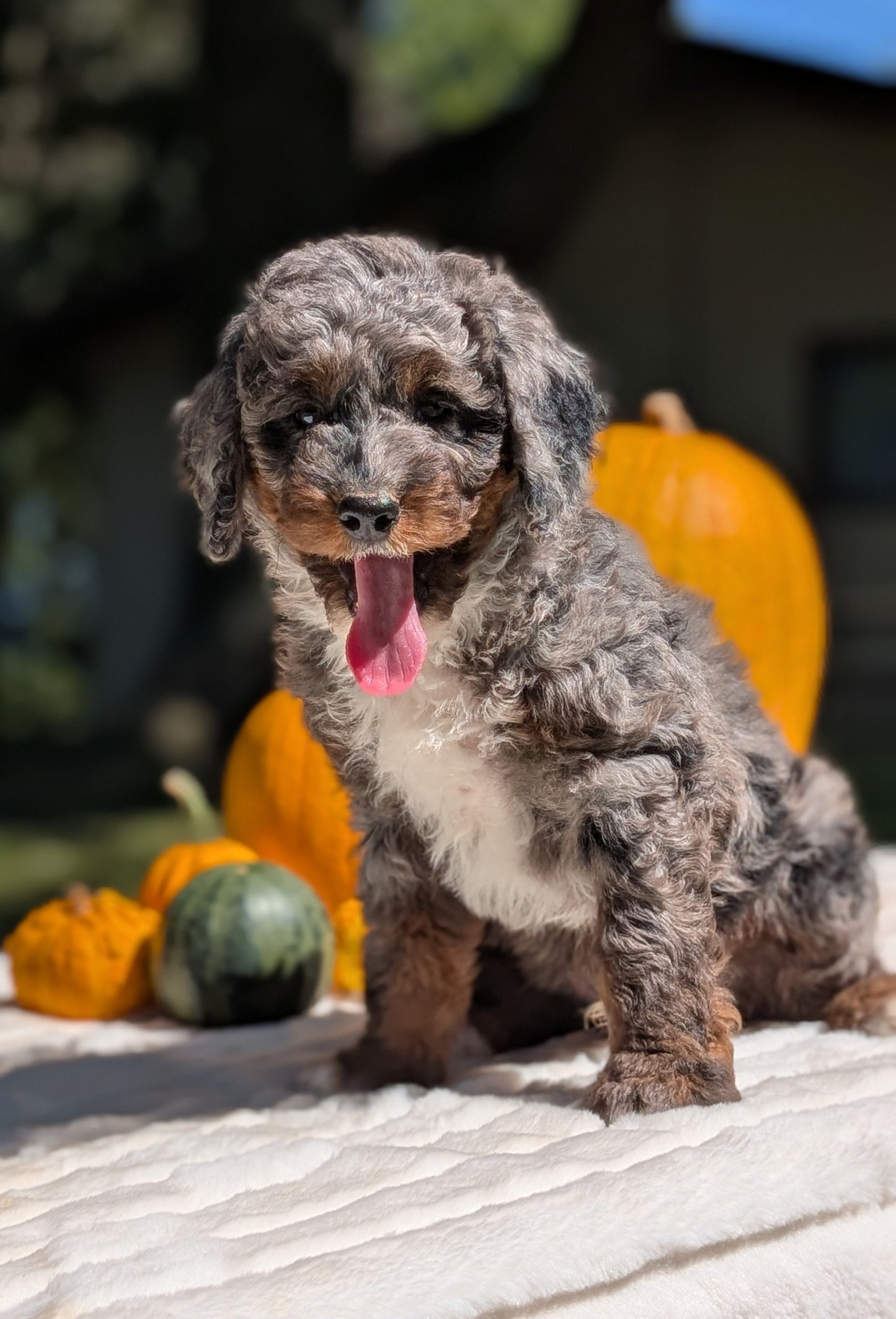 MINI BERNEDOODLE (07/25) MALE