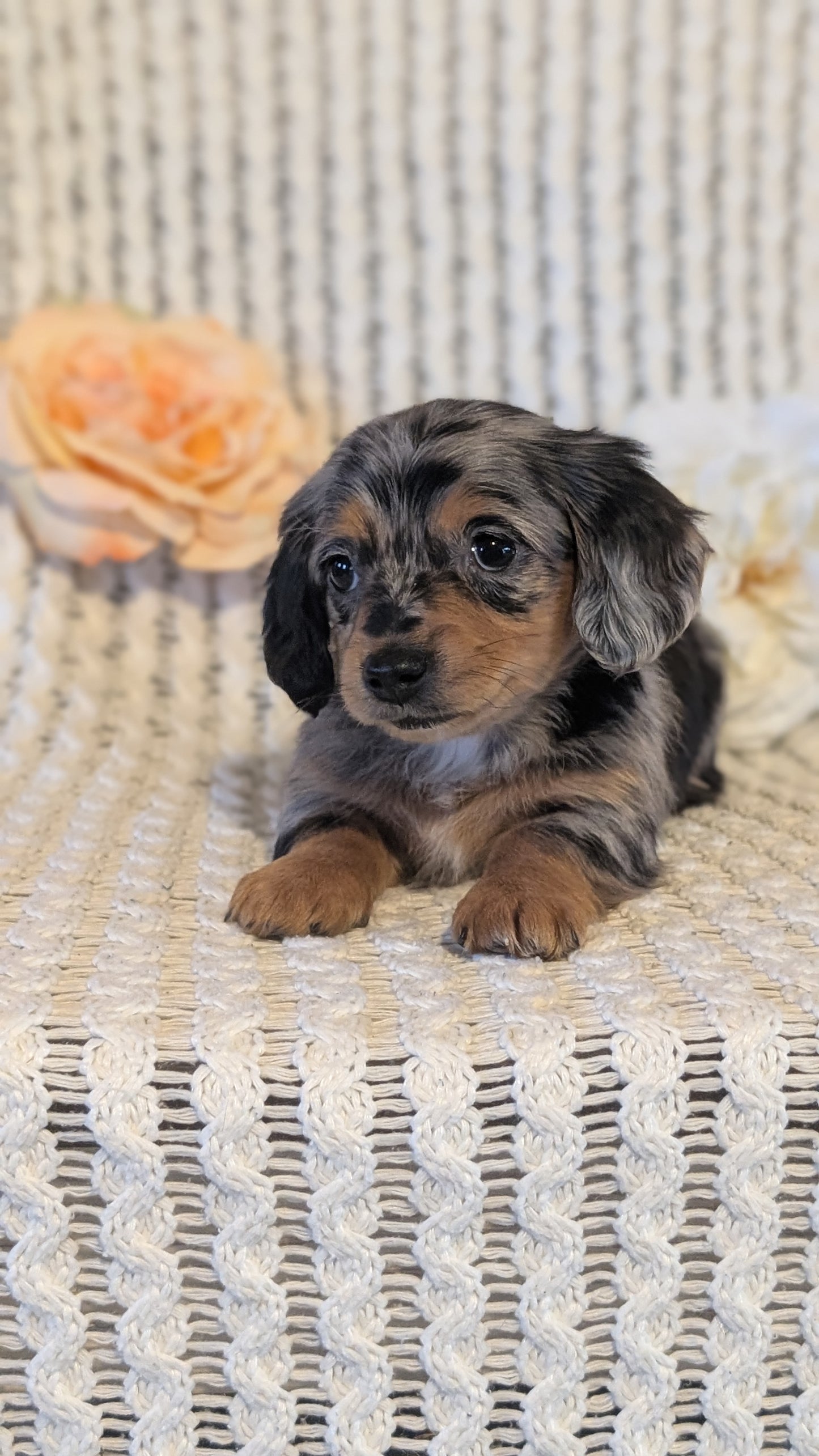 MINI DACHSHUND (JAN 01) FEMALES