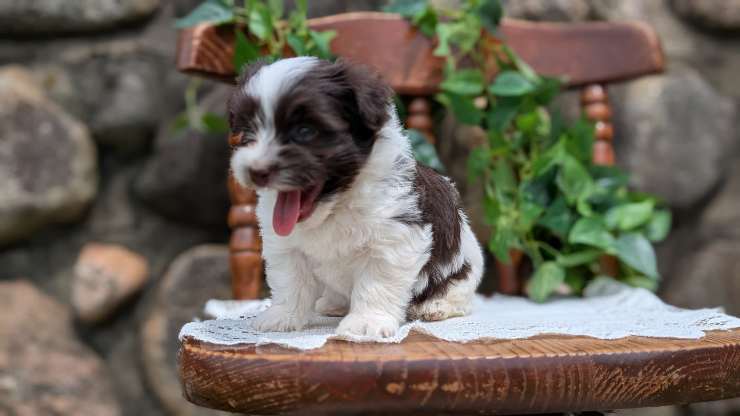 HAVANESE (APR 09) MALES