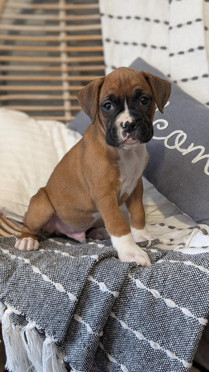 BOXER (OCT 12) MALES