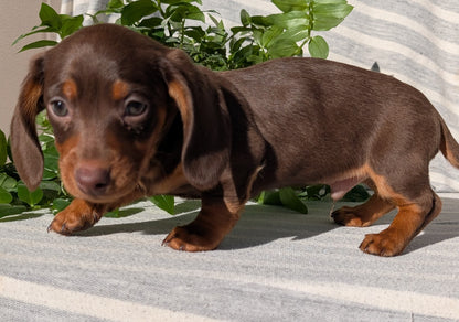 MINI DACHSHUND (09/22) MALE