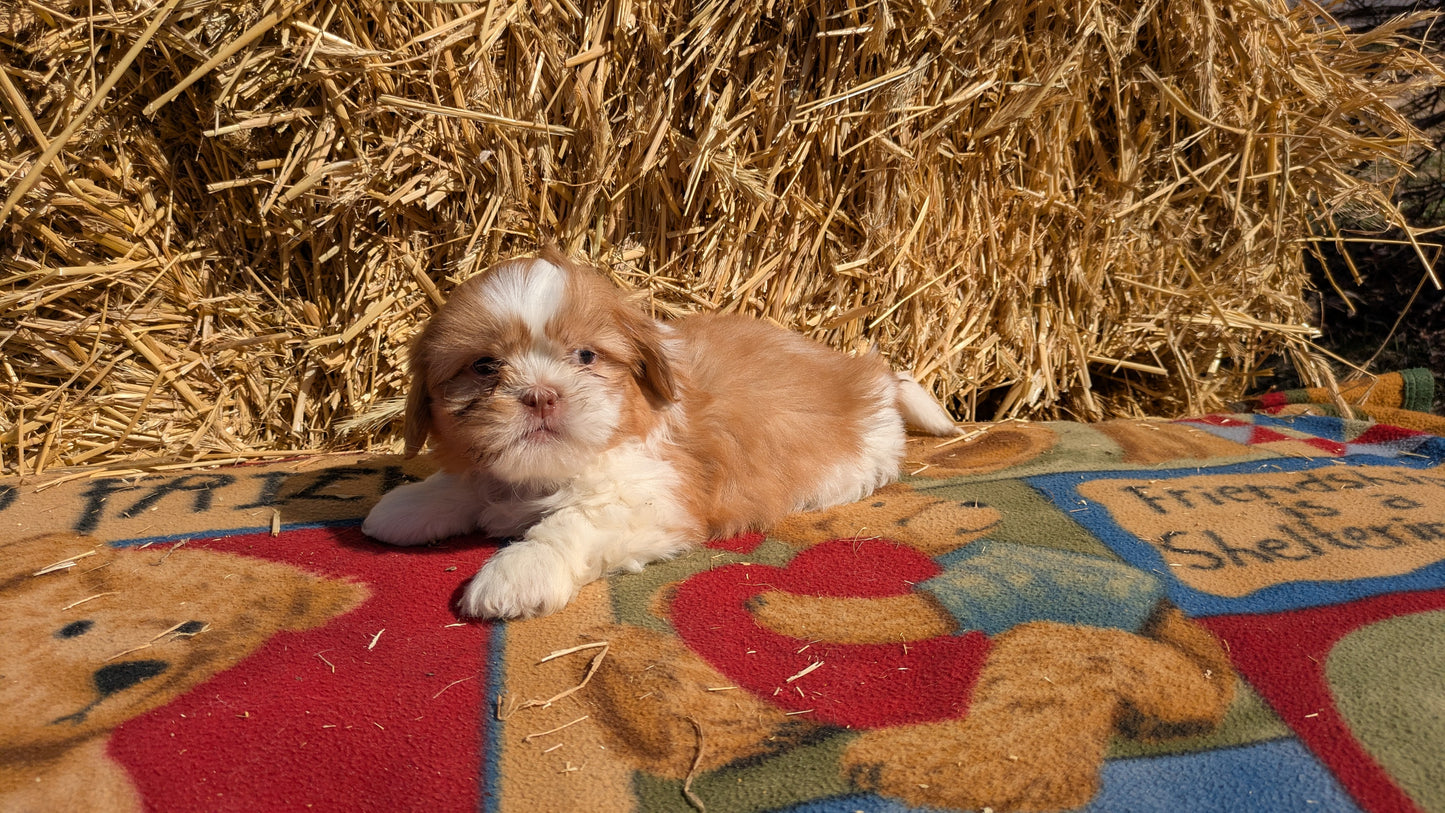 SHIH TZU (01/23) MALE