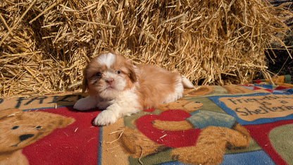 SHIH TZU (01/23) MALE