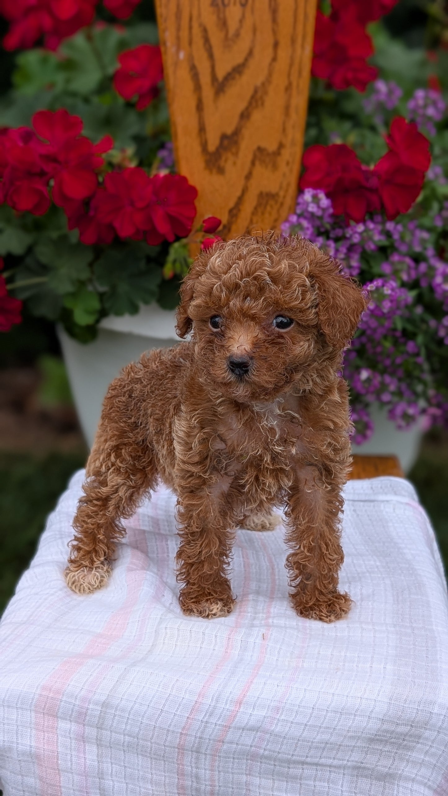 TOY POODLE (JUN 15) FEMALE