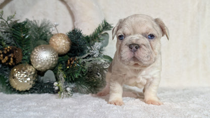 FRENCH BULLDOG (OCT 08) FEMALES