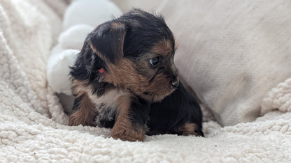YORKSHIRE TERRIER (DEC 24) FEMALES