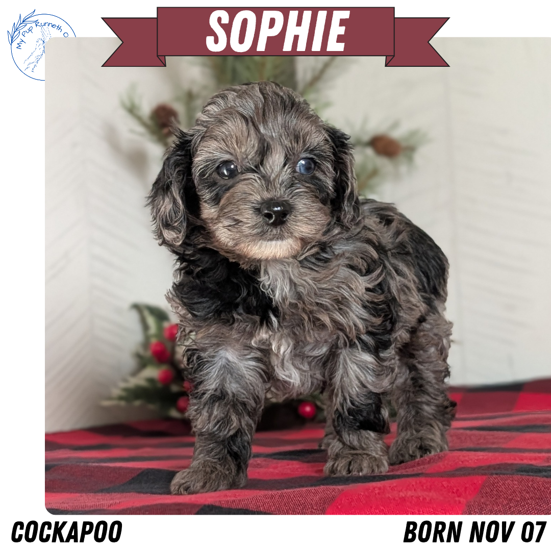 COCKAPOO (NOV 07) FEMALE