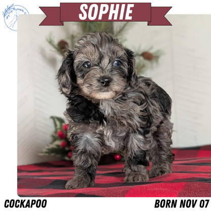 COCKAPOO (NOV 07) FEMALE
