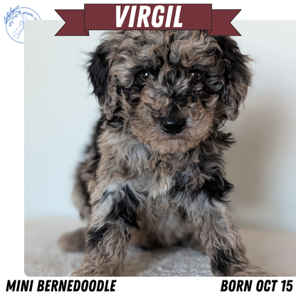 MINI BERNEDOODLE (OCT 15) MALES