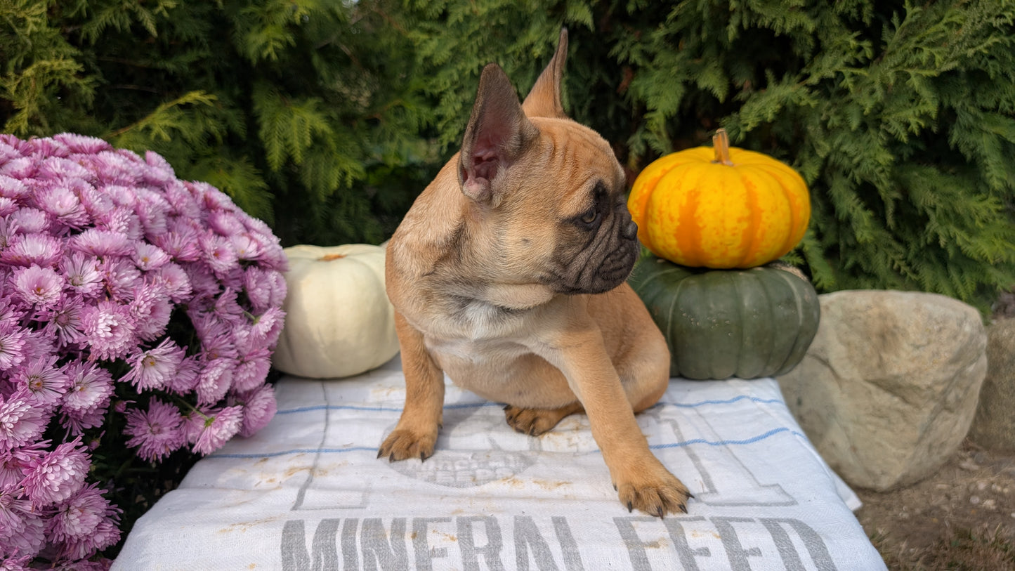FRENCH BULLDOG (07/15) MALE
