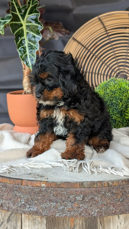 COCKAPOO (MAY 22) FEMALES