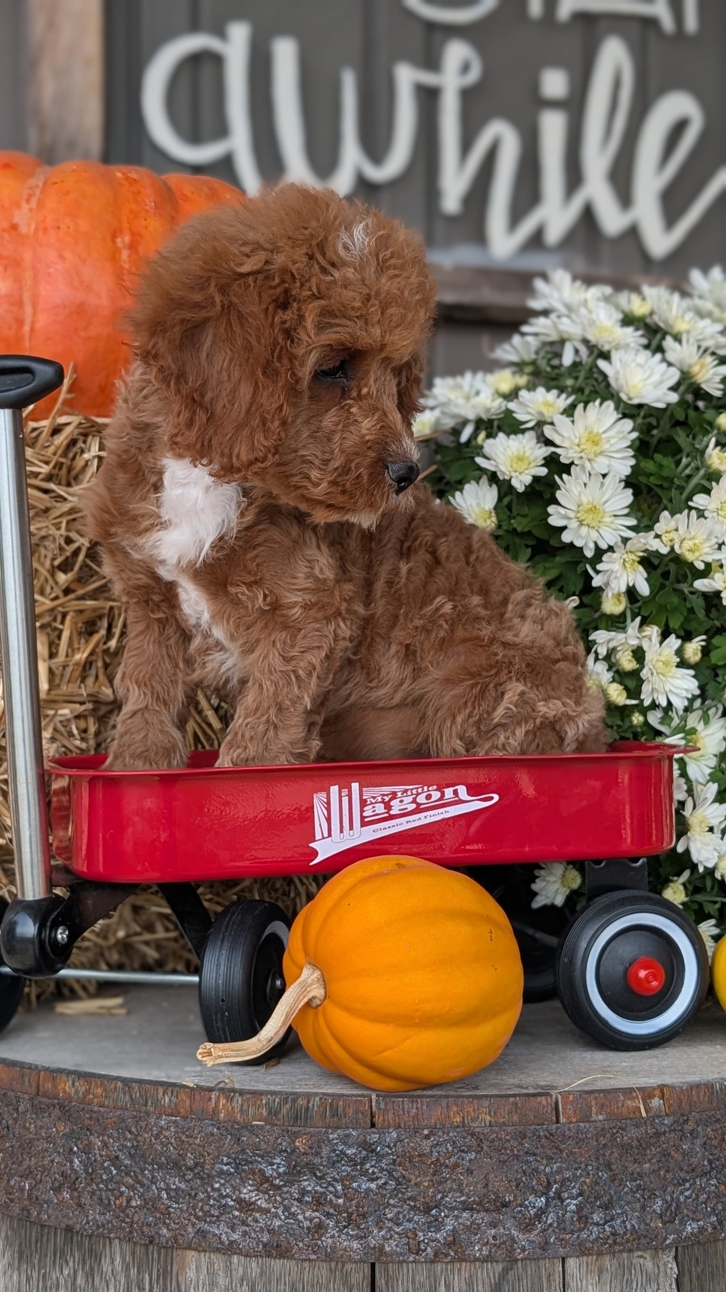 CAVAPOO (07/26) MALE