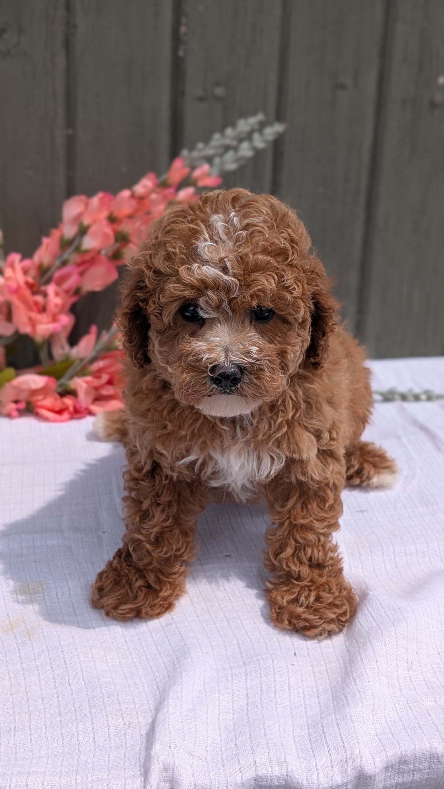 MINI POODLE (JUN 05) FEMALE