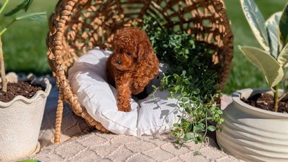 TOY POODLE (AUG 20) 1 FEMALE