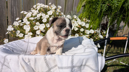 FRENCH BULLDOG (07/03) FEMALE