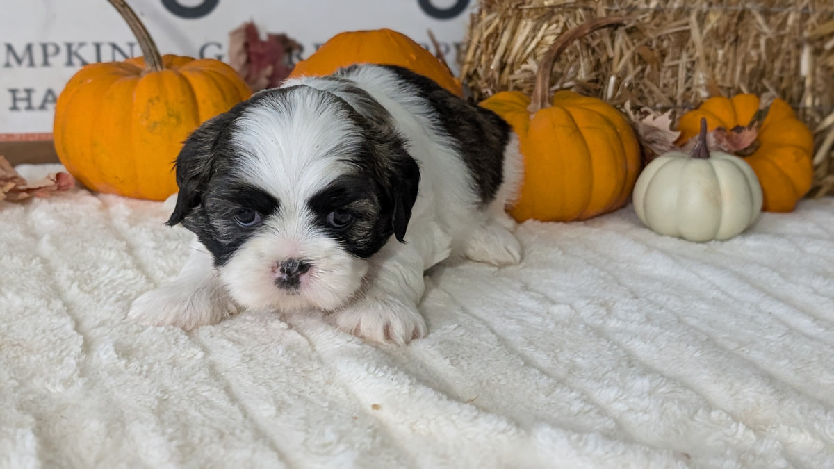SHIH TZU (AUG 17) 2 FEMALES/3 MALES