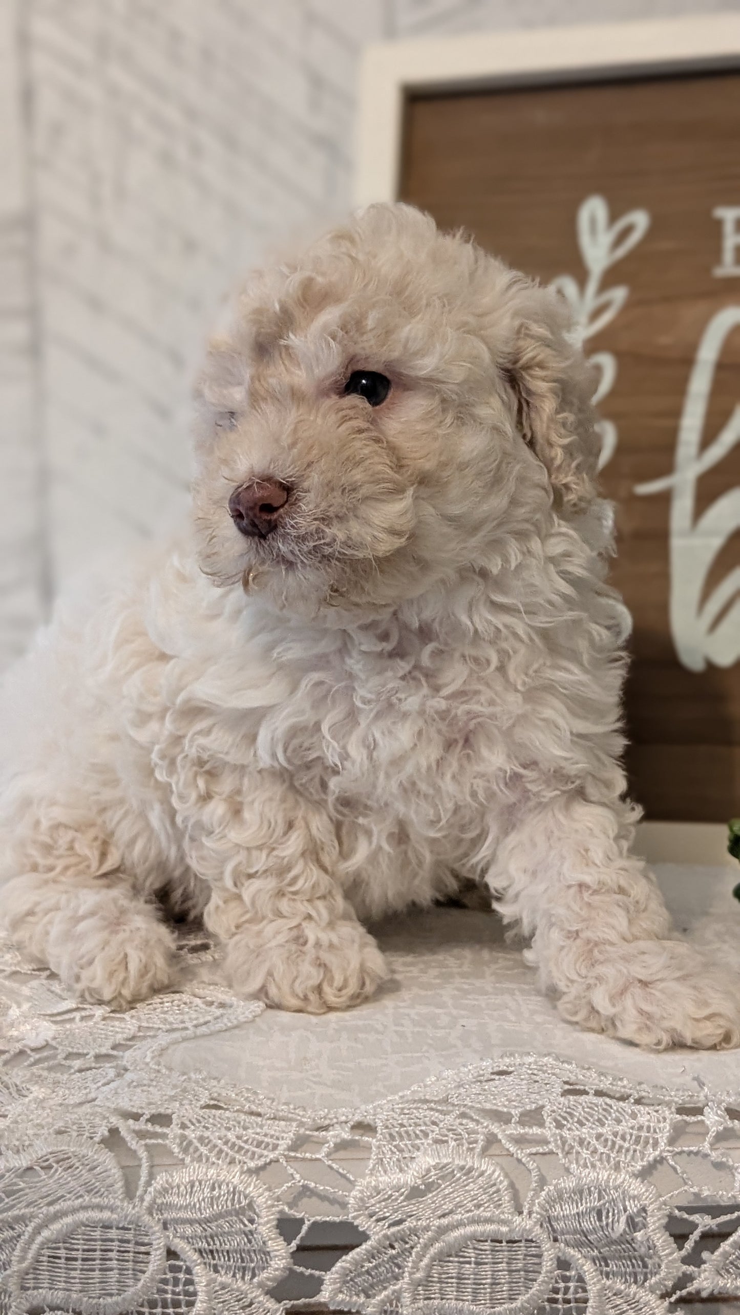 MALTIPOO (APR 05) FEMALES
