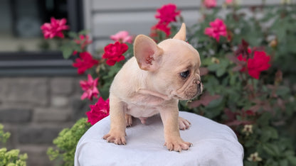 FRENCH BULLDOG (JUN 26) 2 MALES