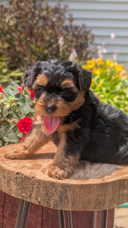 YORKIPOO (MAY 26) MALES