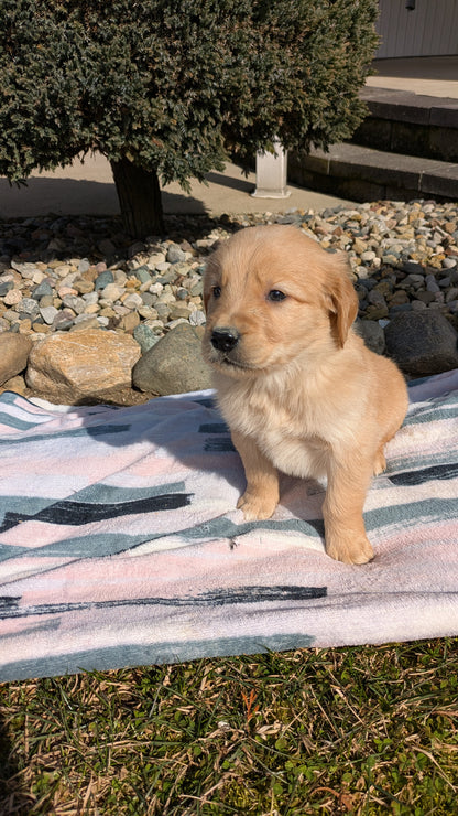 GOLDEN RETRIEVER (02/01) MALE