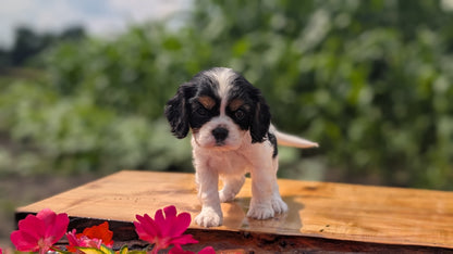 CAVALIER (MAY 30) FEMALES