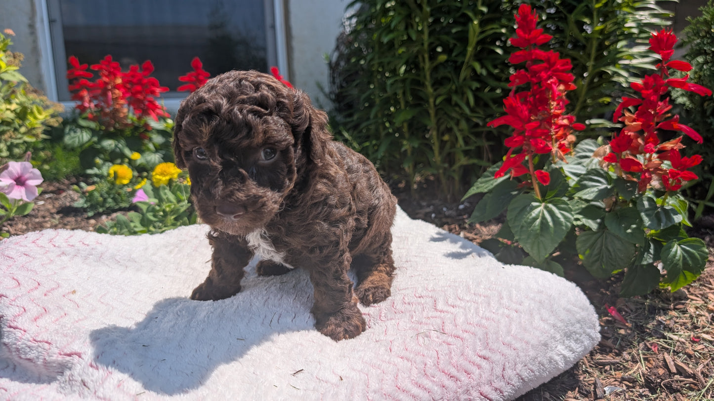 TOY POODLE (06/30) MALE