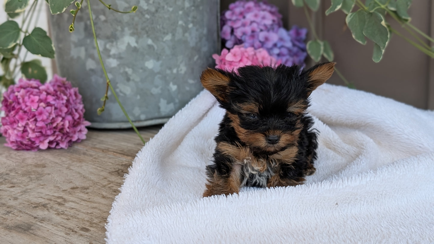 YORKSHIRE TERRIER (06/05) MALE