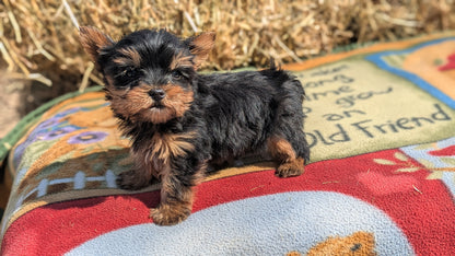 YORKSHIRE TERRIER (02/20) MALE
