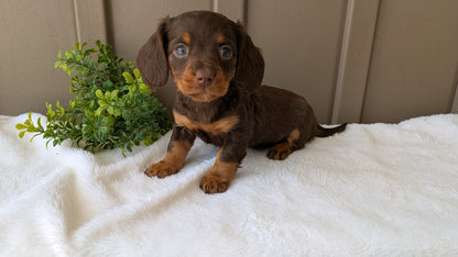 MINI DACHSHUND (02/21) FEMALE