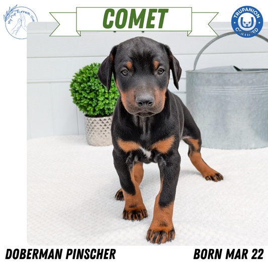 DOBERMAN PINSCHER (03/22) MALE