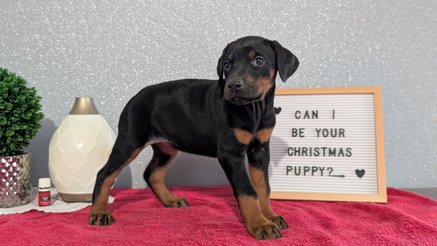 DOBERMAN PINSCHER (OCT 17) FEMALES