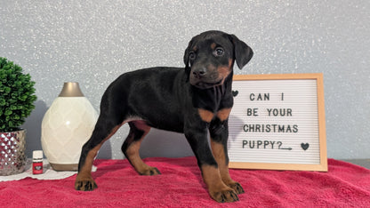 DOBERMAN PINSCHER (OCT 17) FEMALES