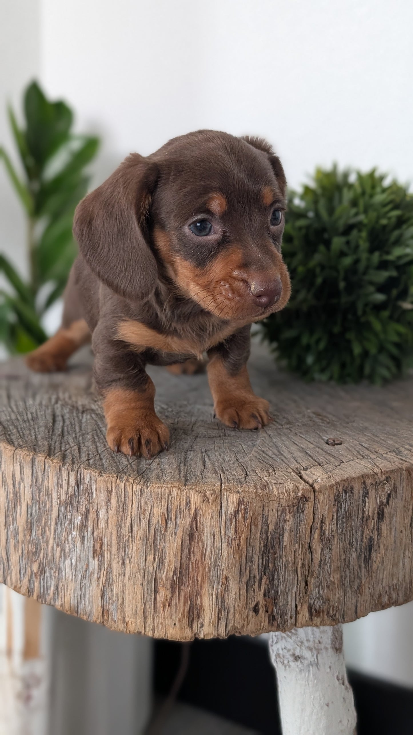MINI DACHSHUND (09/22) MALE