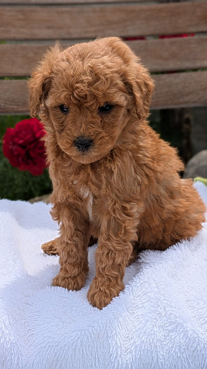 MINI POODLE (03/30) FEMALE
