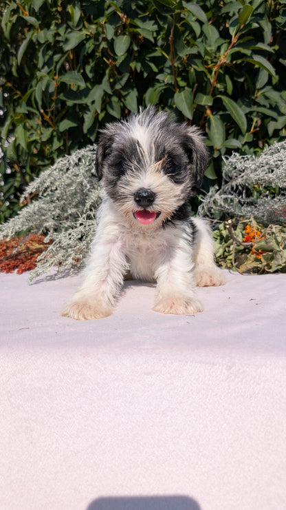 MINI SCHNAUZER (08/06) FEMALE